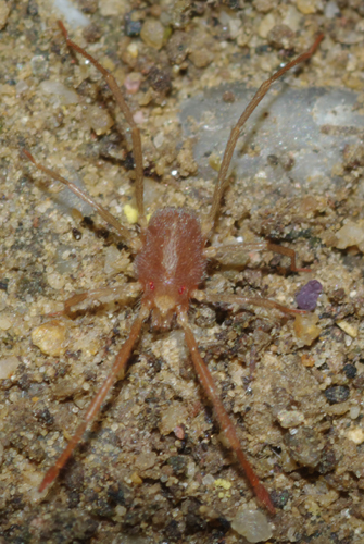 Acaro 4: Erythraeidae, Erythraeinae (molto interessante)